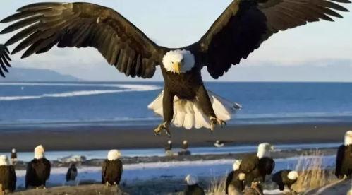 狗吃老鹰视频动画片国产,狗狗挑战老鹰，一场奇幻冒险的视觉盛宴